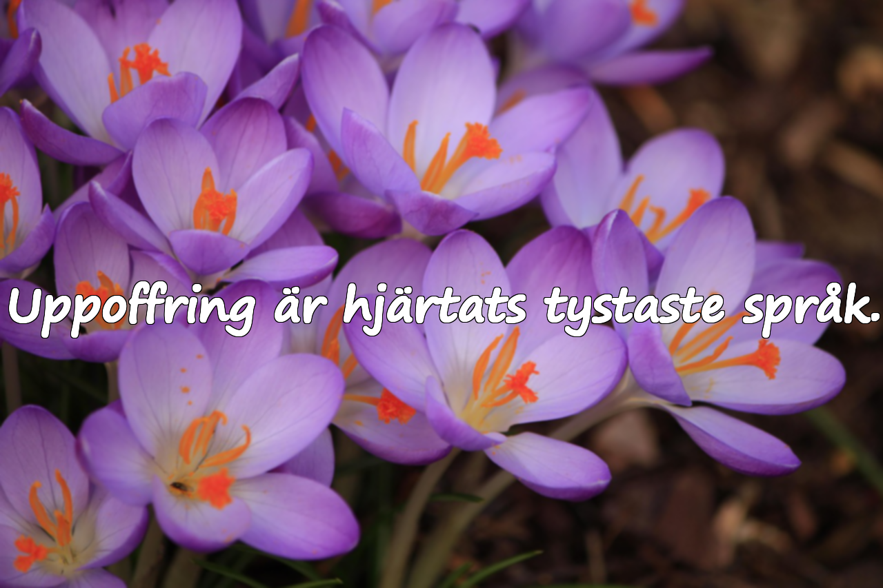 Citat om uppoffring