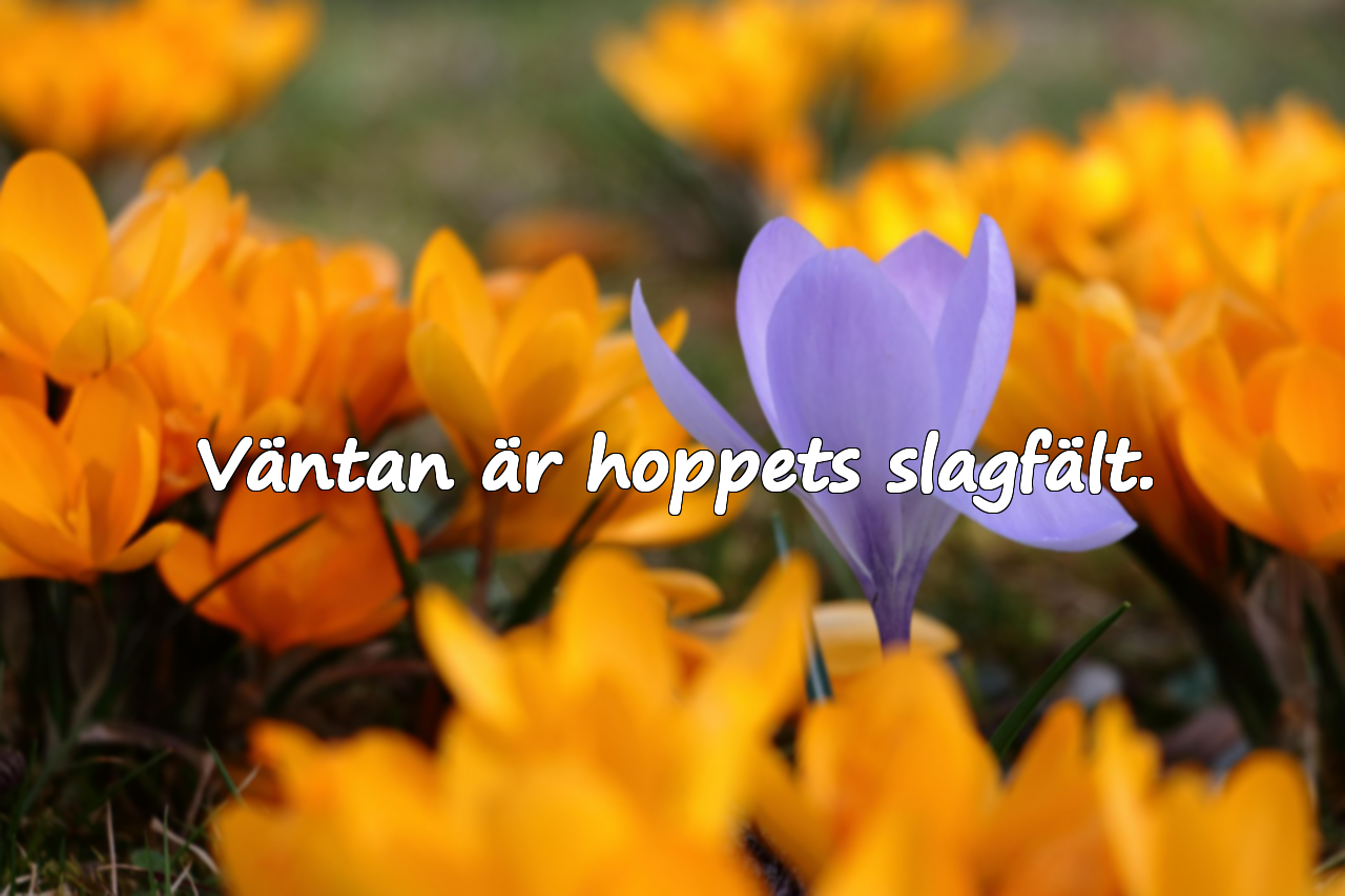 Citat om väntan