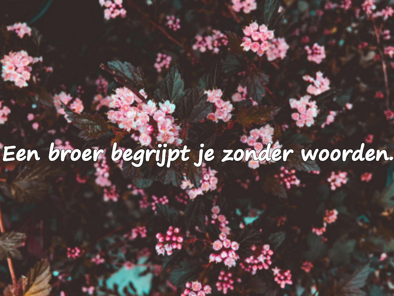Citaten over Broederschap