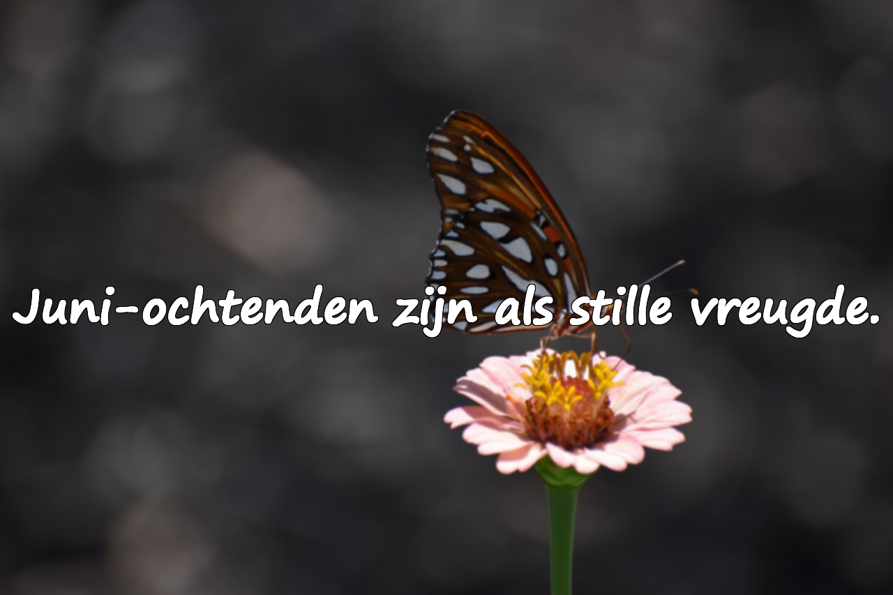 Citaten over de maand juni