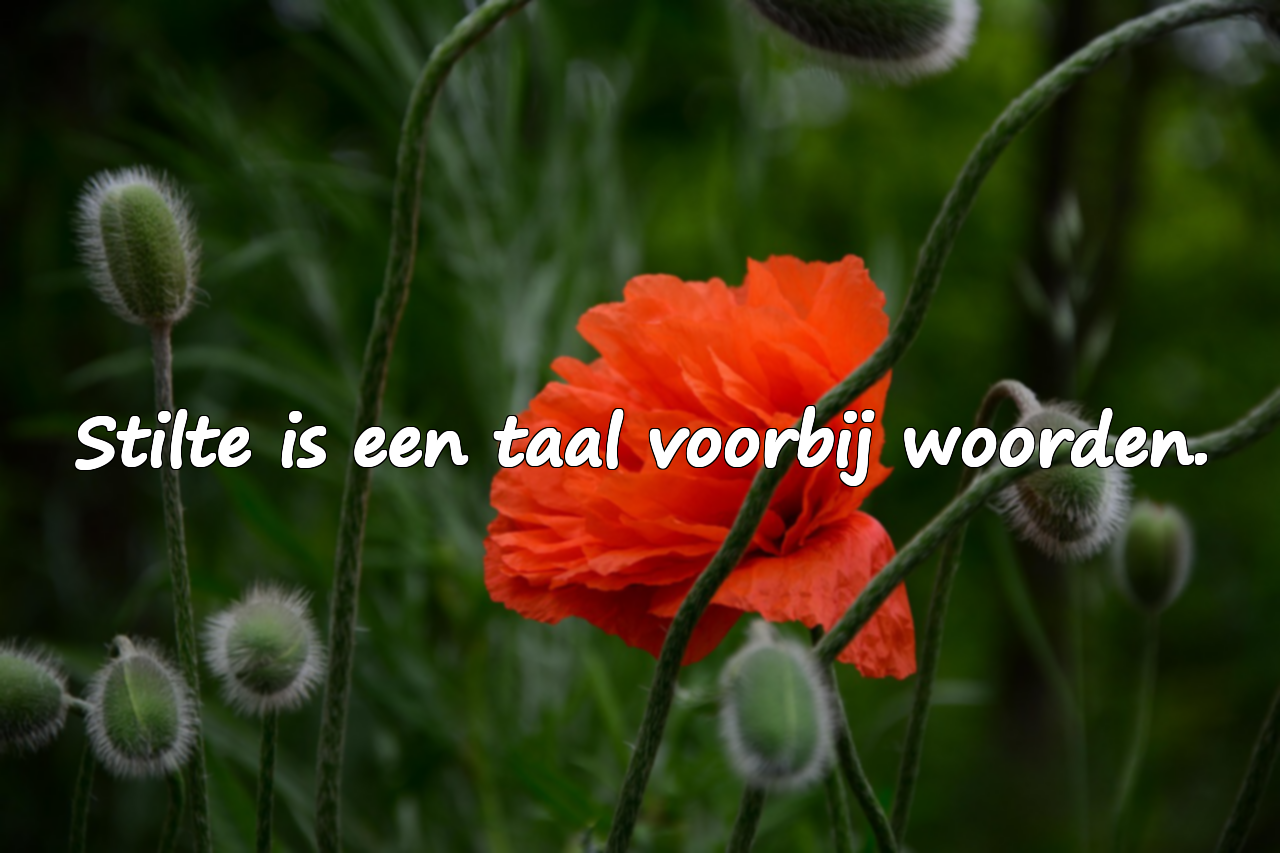 Citaten over stilte
