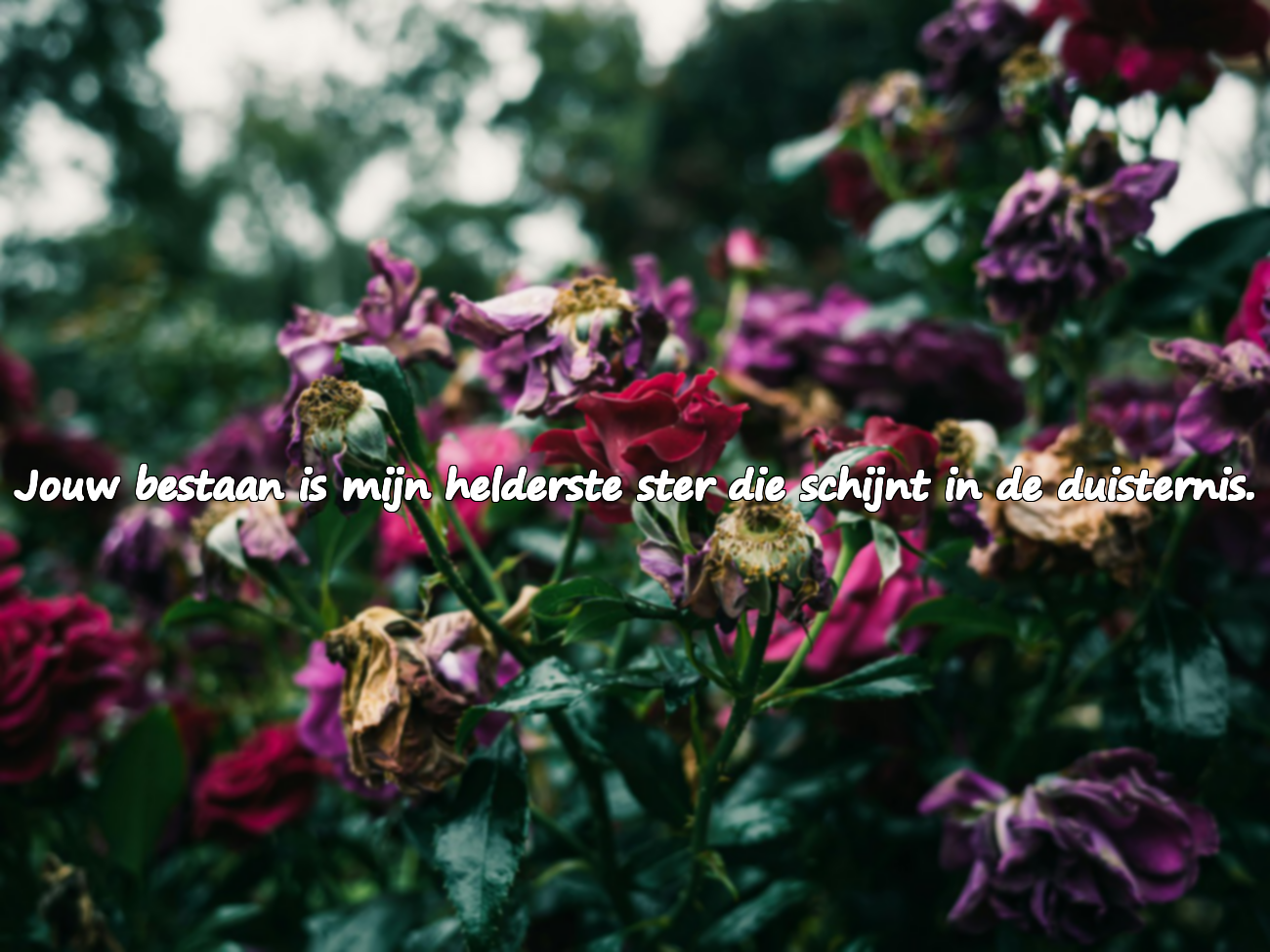 Citaten voor geliefde