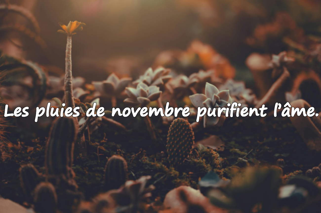 Citations Significatives sur le Mois de Novembre