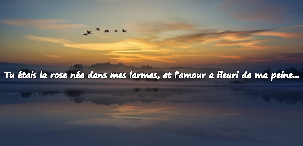 Citations d’Amour Inspirées par la Rose