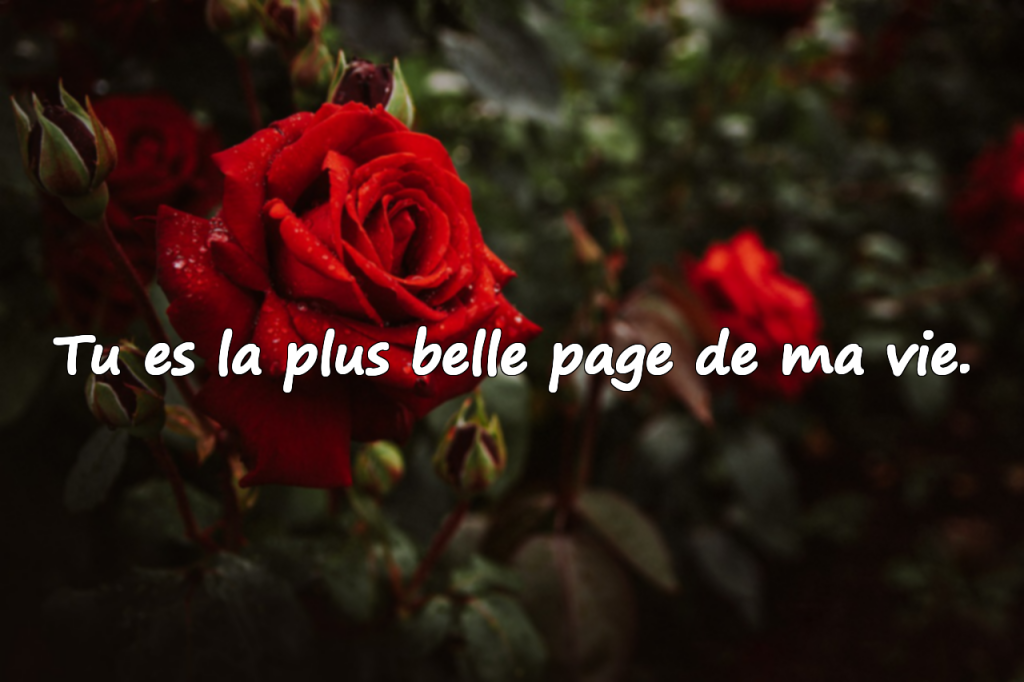 Citations d'amour et de la Saint-Valentin