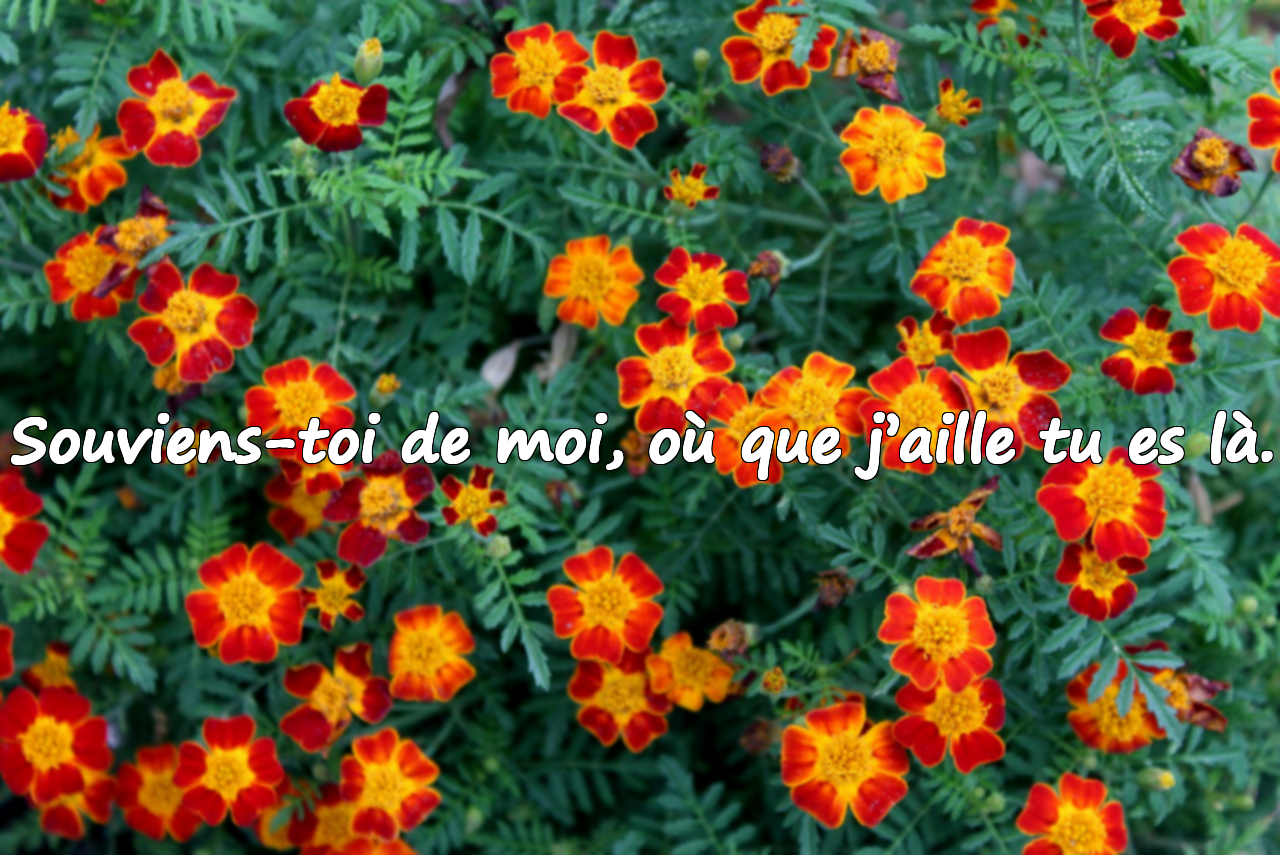 Citations d’adieu