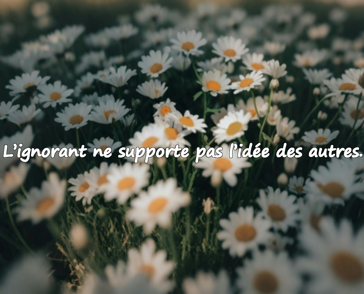 Citations sur l'ignorance