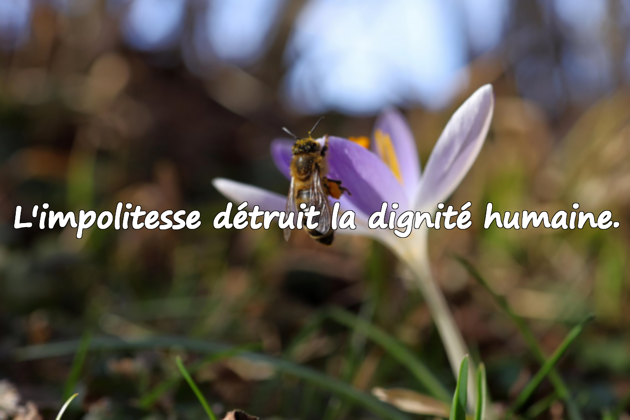 Citations sur l'impolitesse