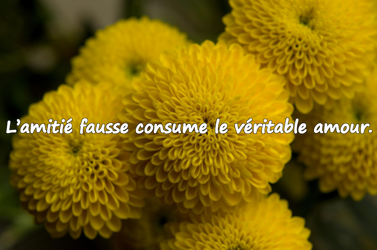 Citations sur la fausseté