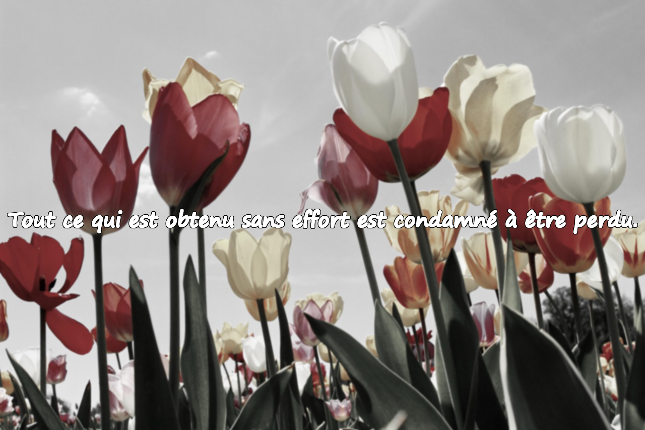 Tout ce qui est obtenu sans effort est condamné à être perdu.