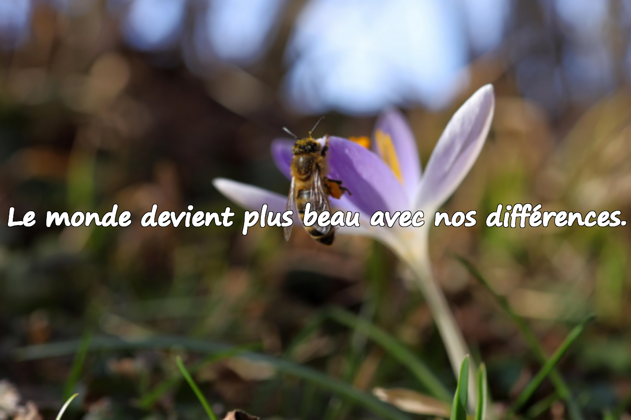 Citations sur le monde