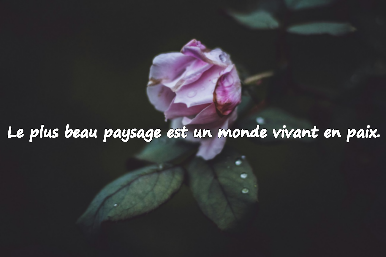Citations sur le monde