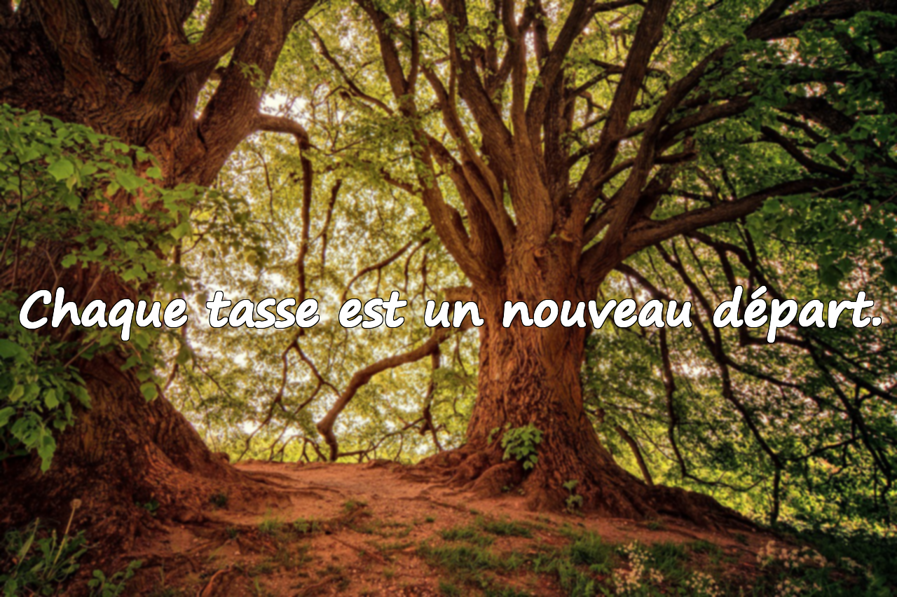 Citations sur le thé