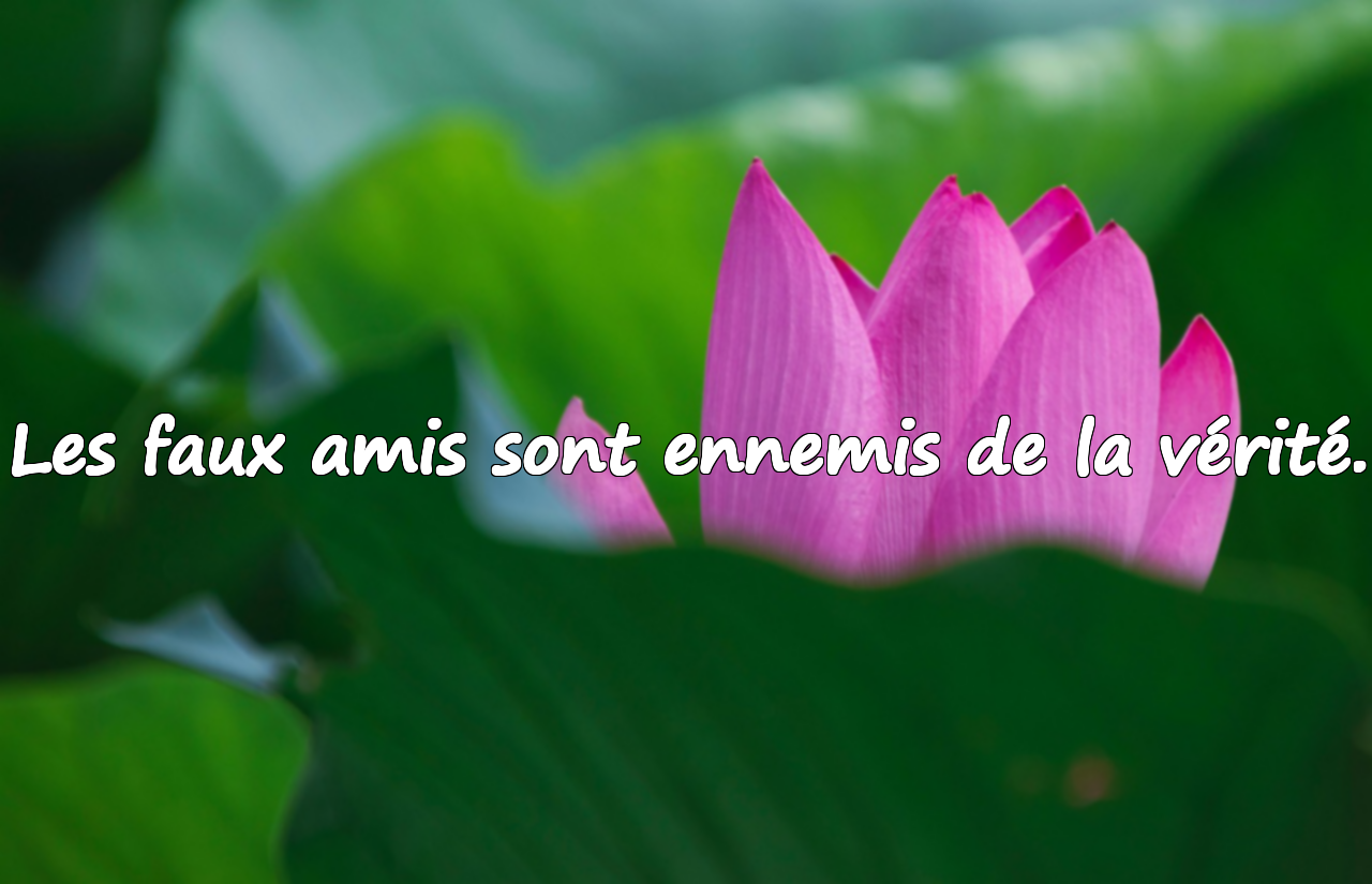 Citations sur les fausses personnes