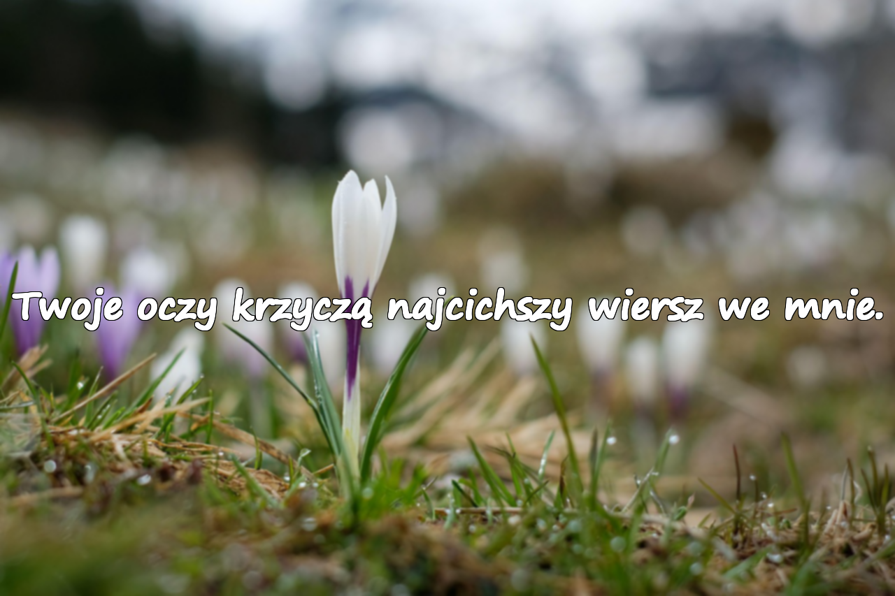 Twoje oczy krzyczą najcichszy wiersz we mnie.