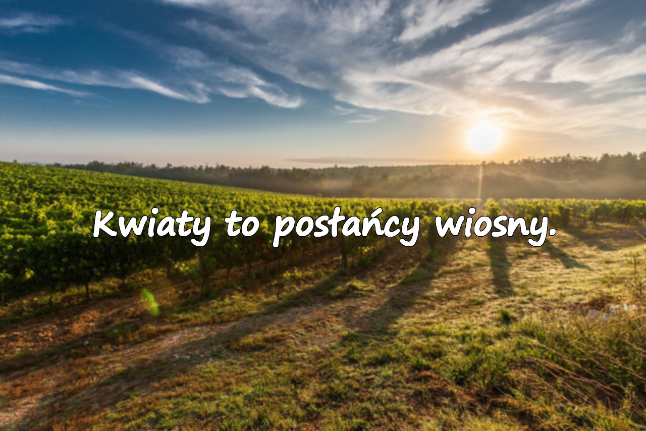 Cytaty o Kwiatach