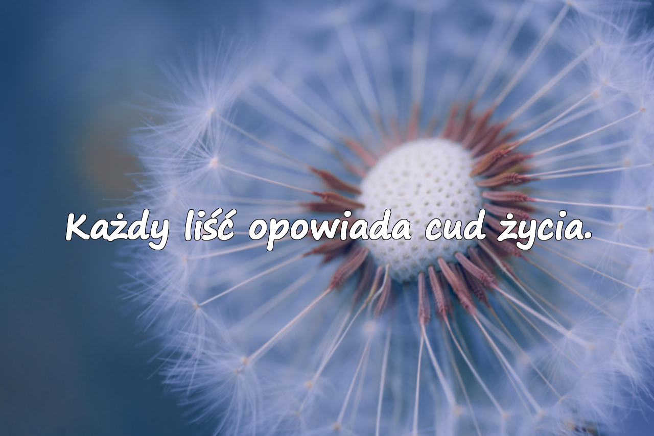 Każdy liść opowiada cud życia.
