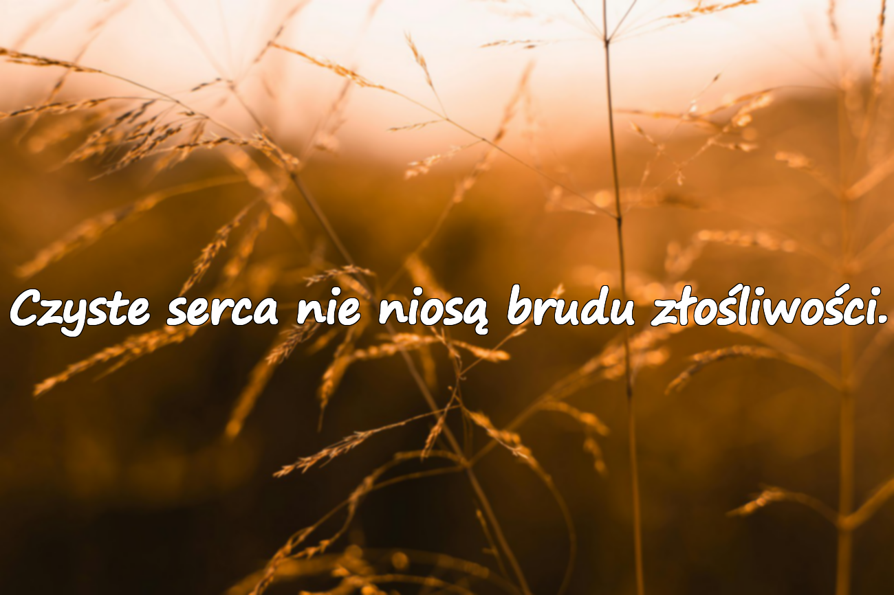 Czyste serca nie niosą brudu złośliwości.