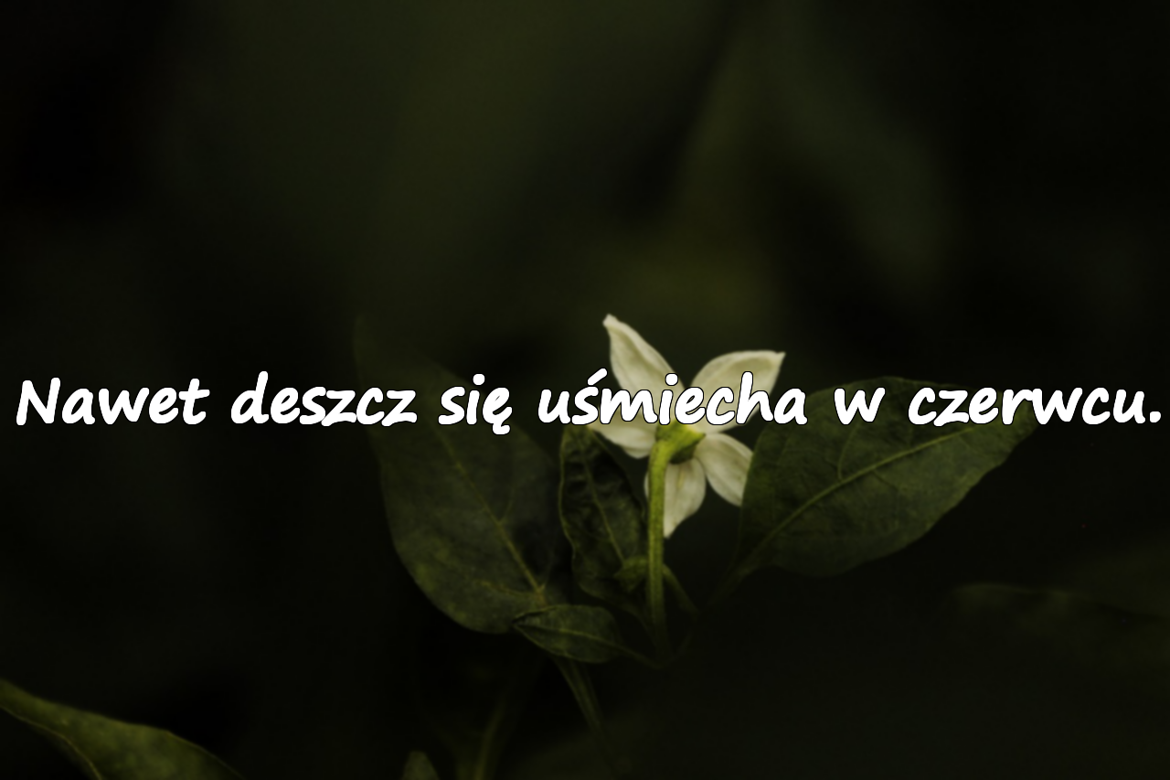 Cytaty o czerwcu