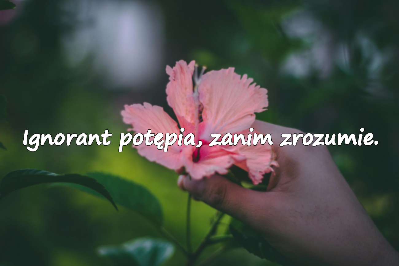 Cytaty o ignorancji