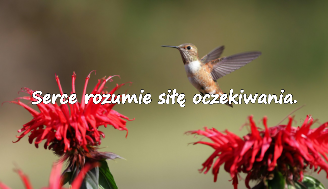 Serce rozumie siłę oczekiwania.