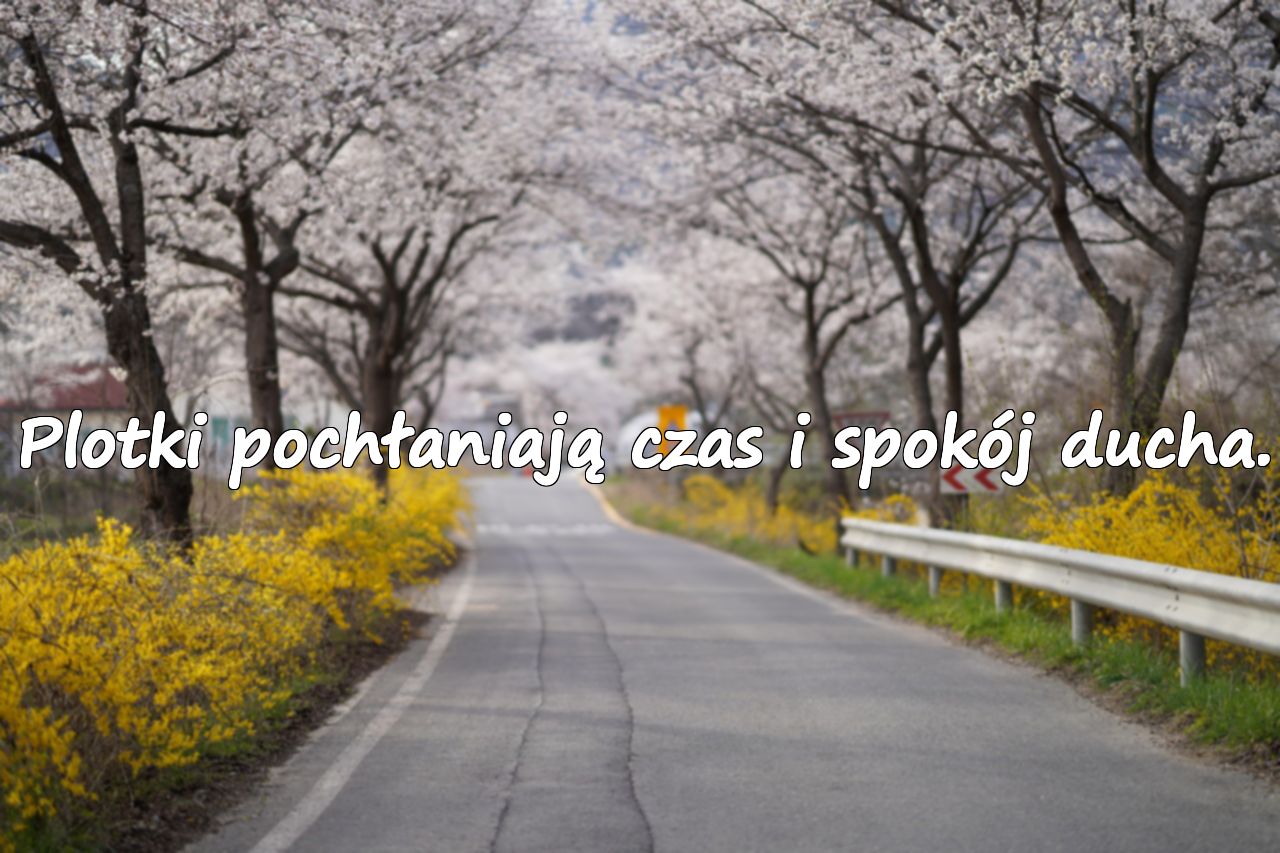Cytaty o plotkach