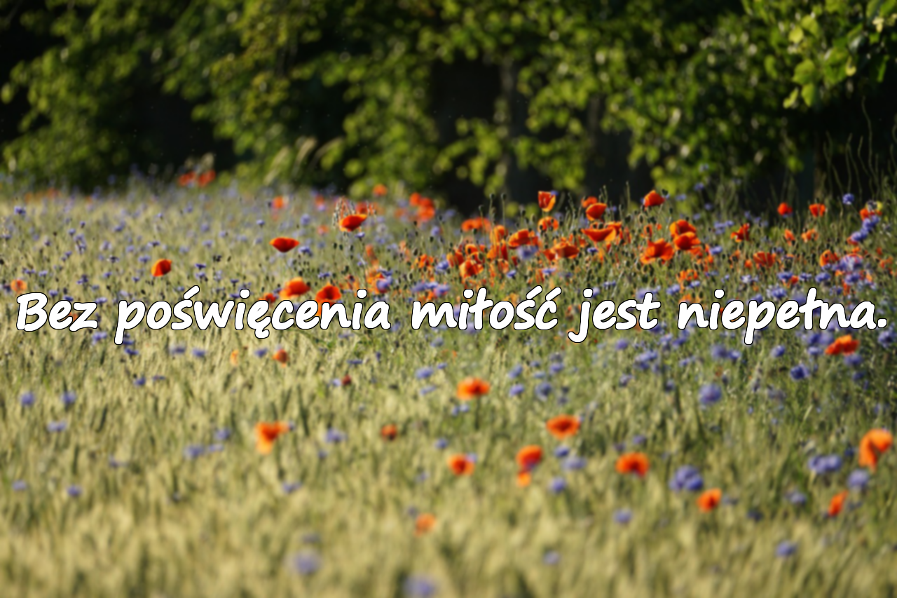 Cytaty o poświęceniu