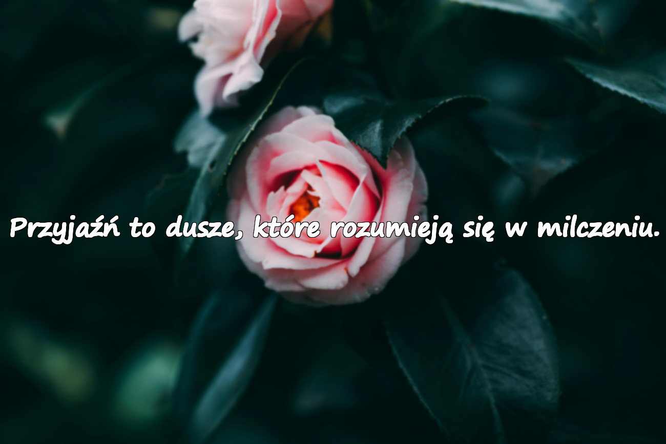 Cytaty o przyjaźni