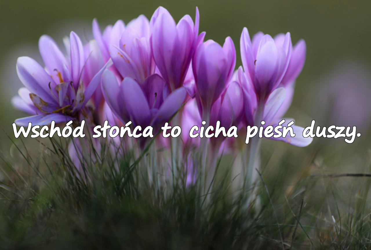 Cytaty o wschodzie słońca