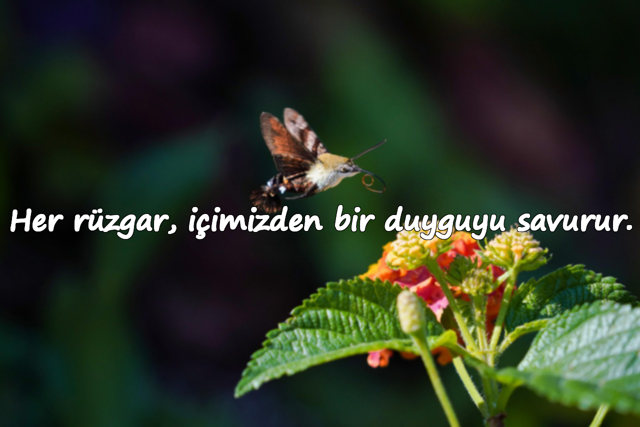 Her rüzgar, içimizden bir duyguyu savurur.