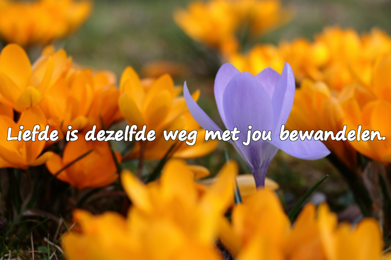 Emotionele Liefdescitaten