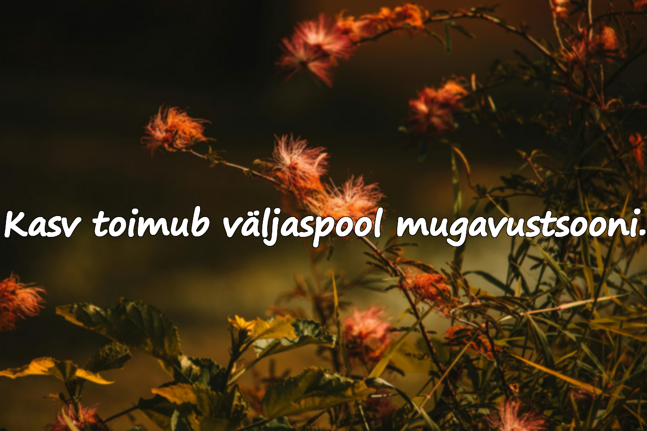 Kasv toimub väljaspool mugavustsooni.