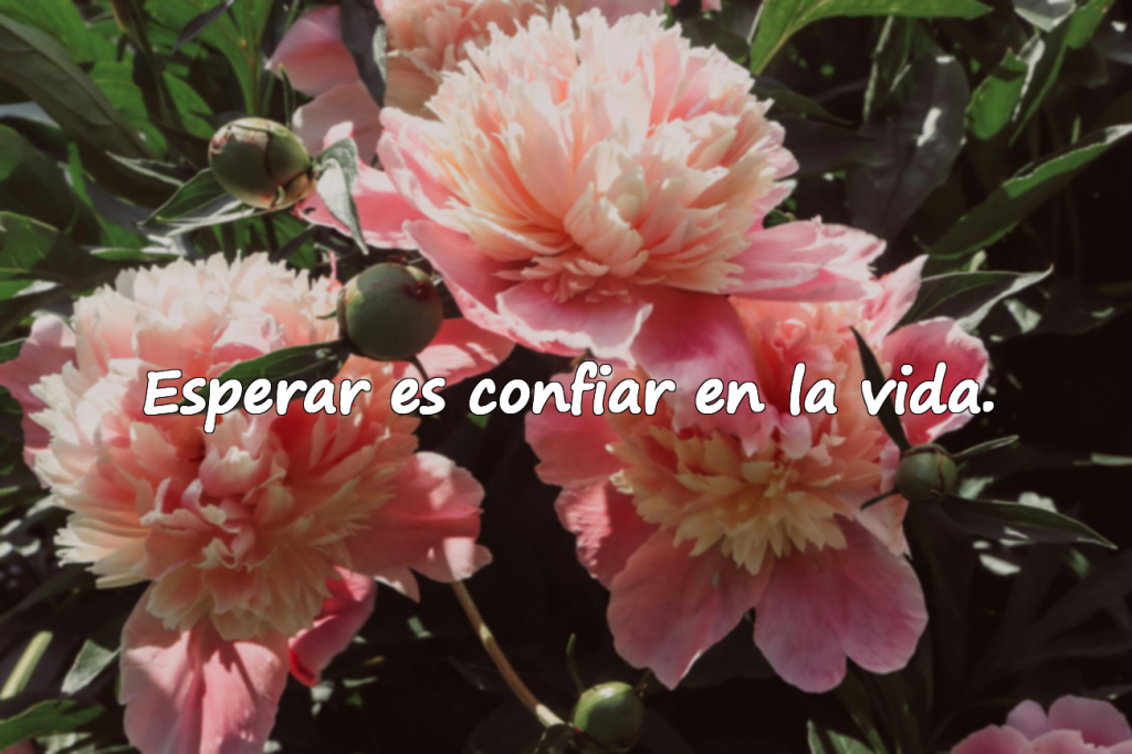 Expectativa y Espera – Frases