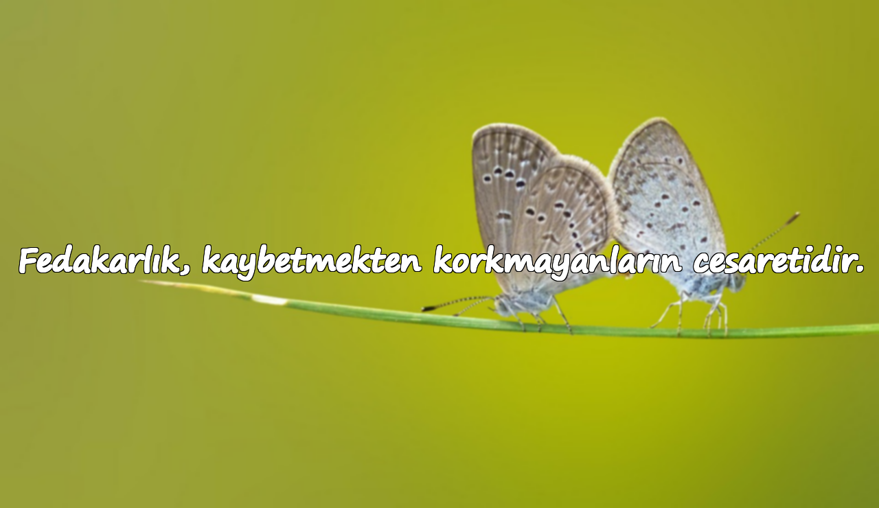 Fedakarlık, kaybetmekten korkmayanların cesaretidir.