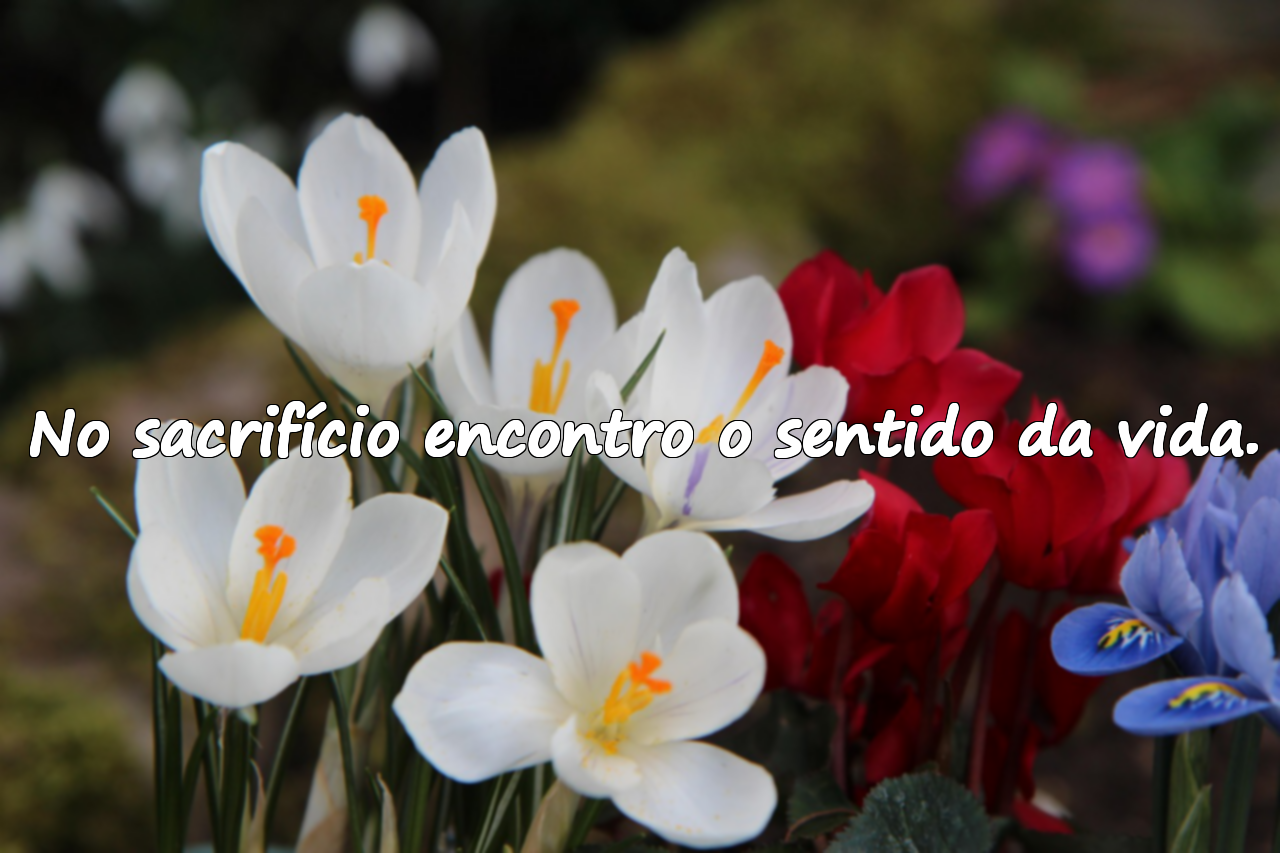 Frases Significativas Sobre o Serviço Militar