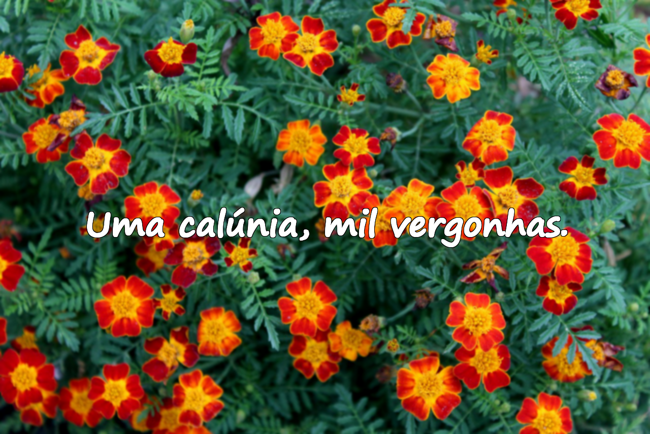 Uma calúnia, mil vergonhas.