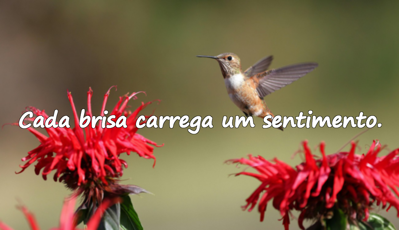 Cada brisa carrega um sentimento.