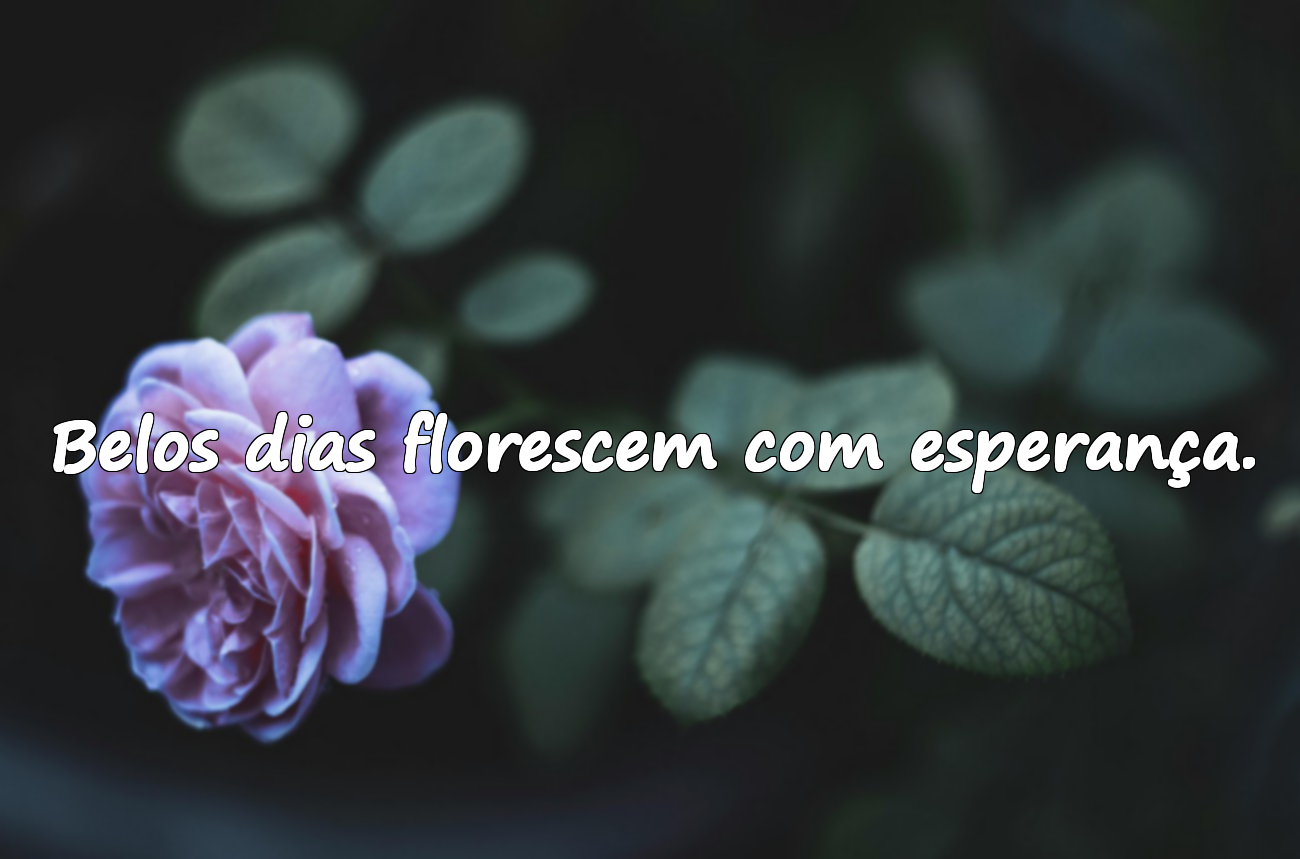 Frases Sobre Belos Dias