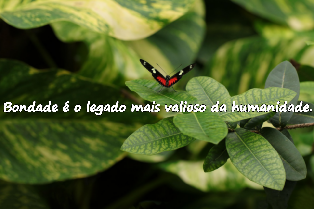 Frases Sobre Bondade