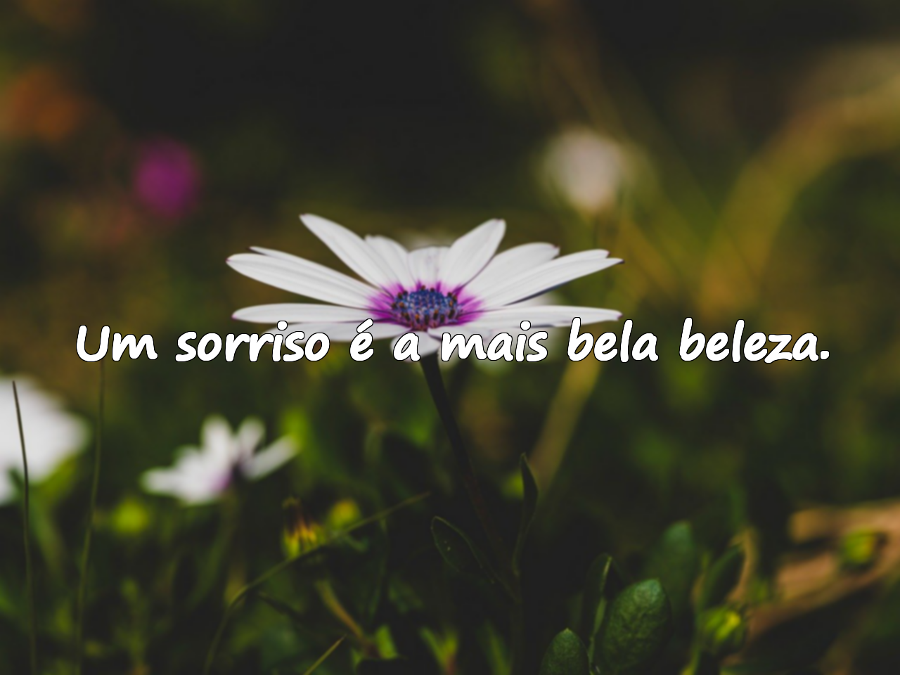 Frases Sobre a Beleza