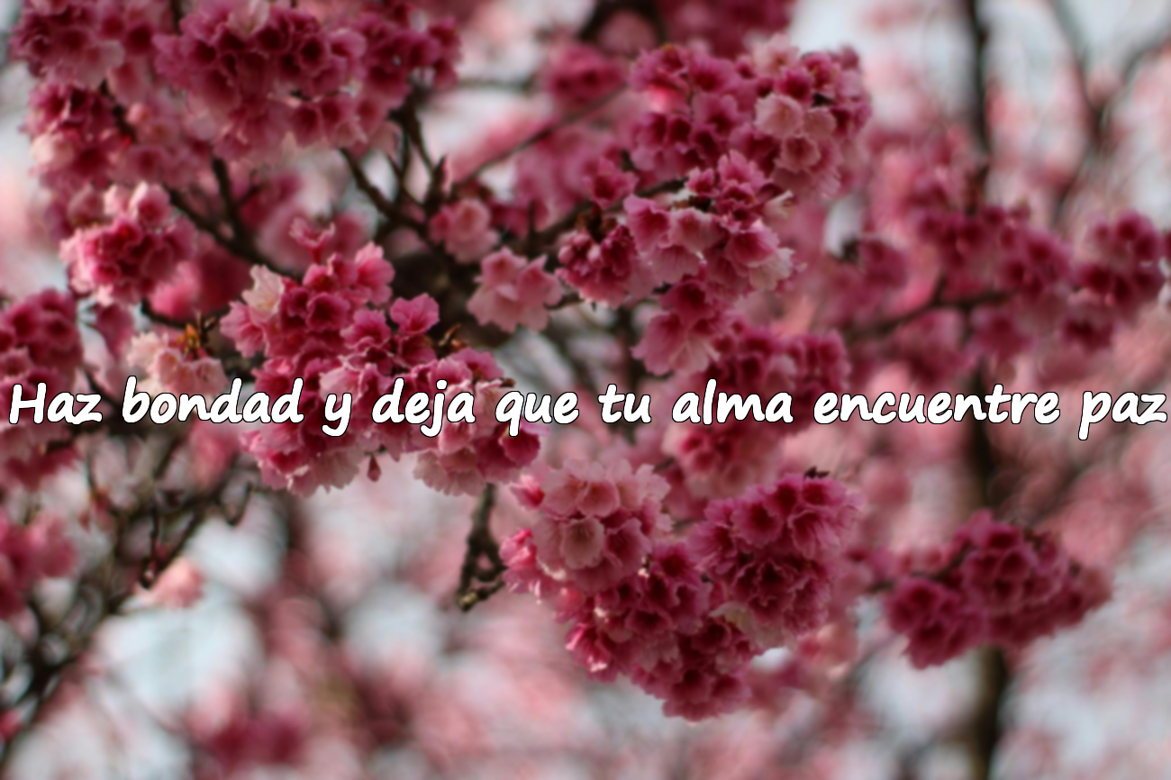 Haz bondad y deja que tu alma encuentre paz