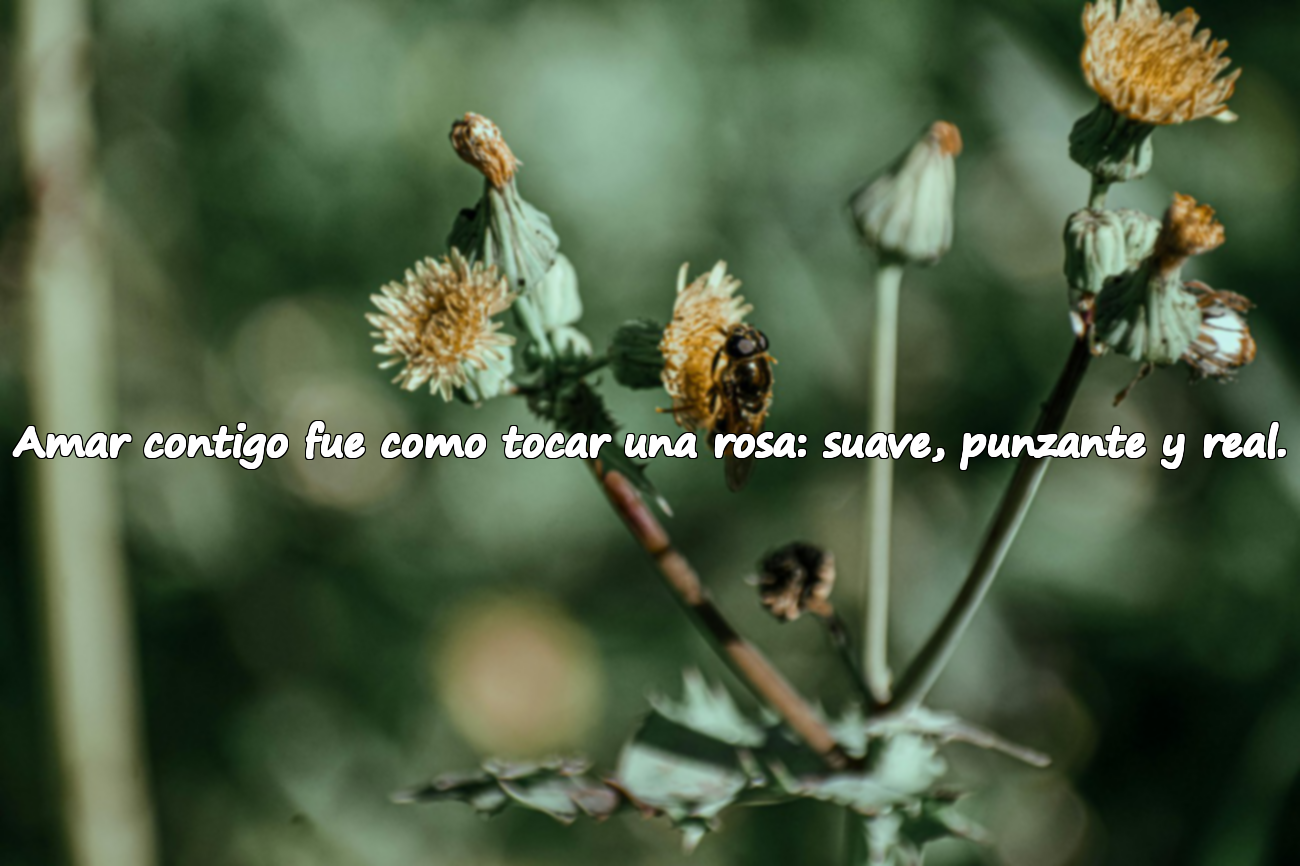 Amar contigo fue como tocar una rosa: suave, punzante y real.