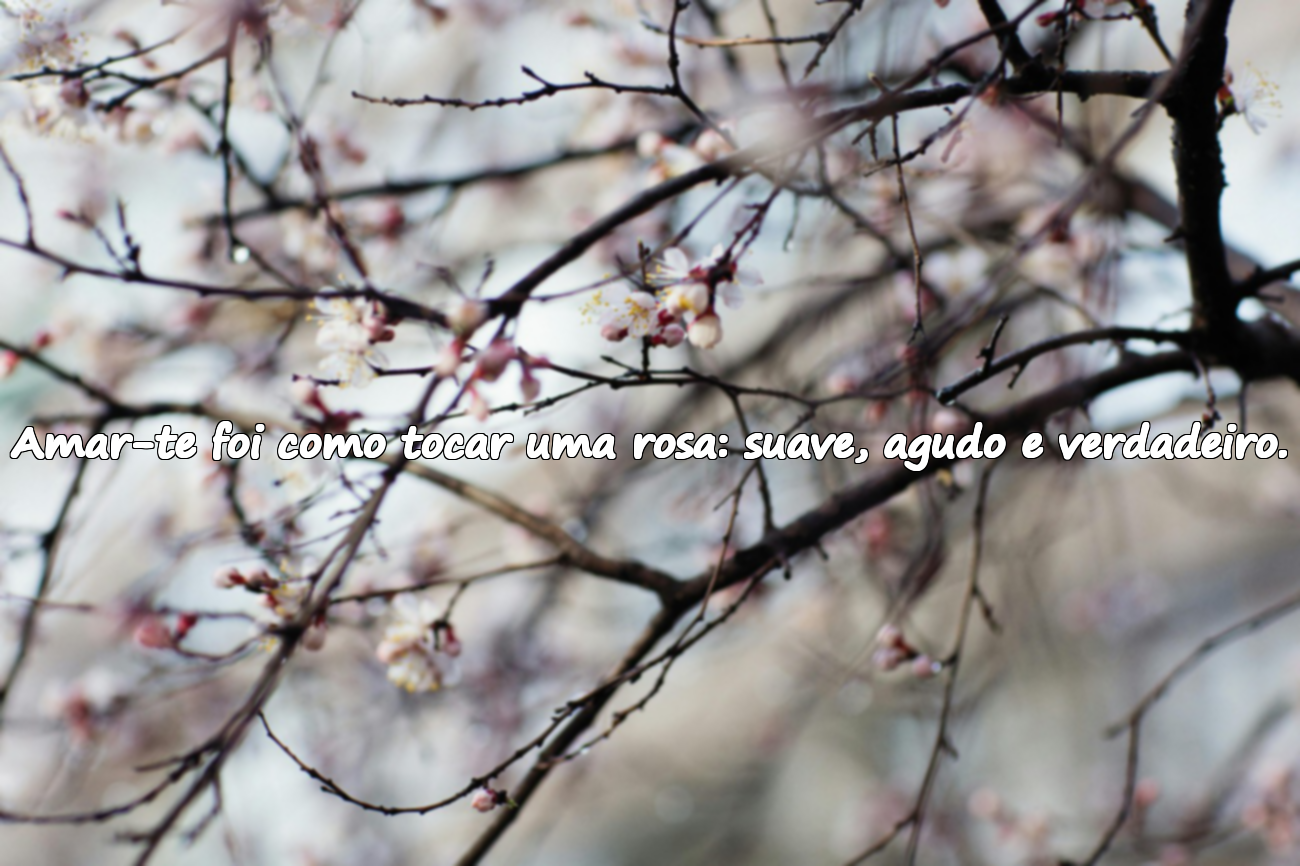 Frases de Amor Inspiradas na Rosa