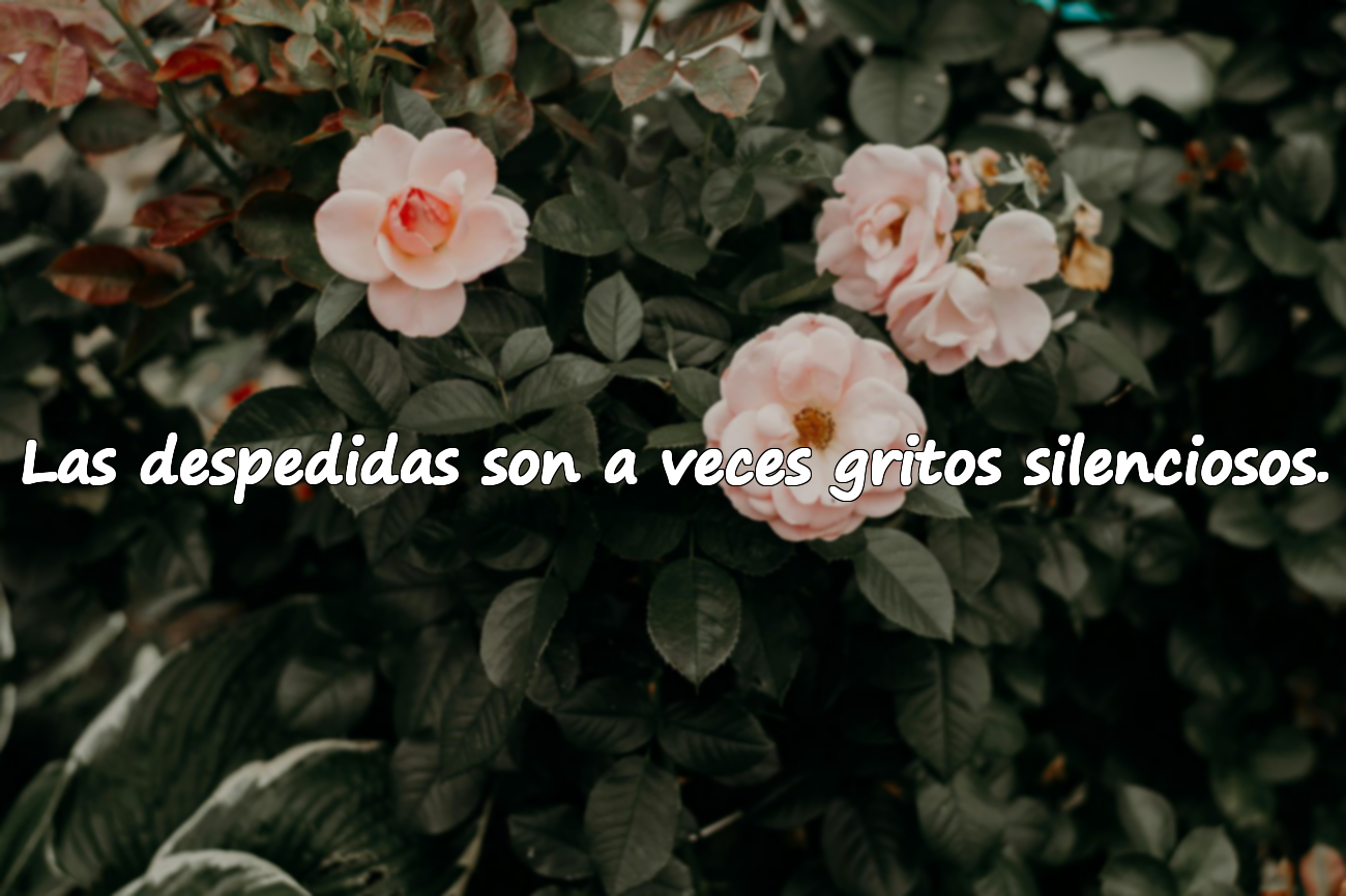 Las despedidas son a veces gritos silenciosos.