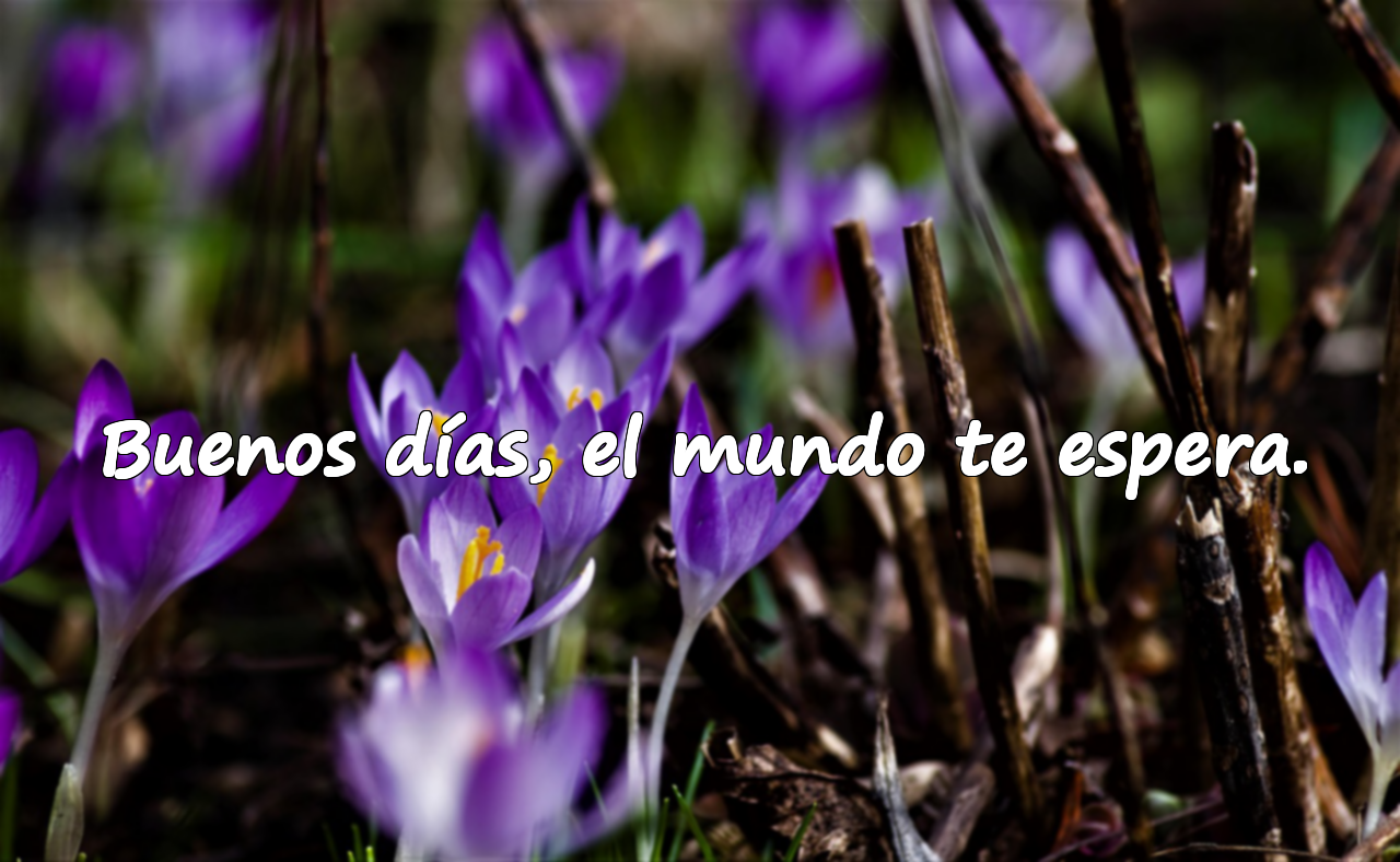 Frases de buenos días