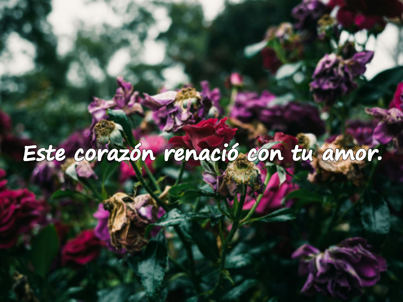 Frases para el Día de San Valentín