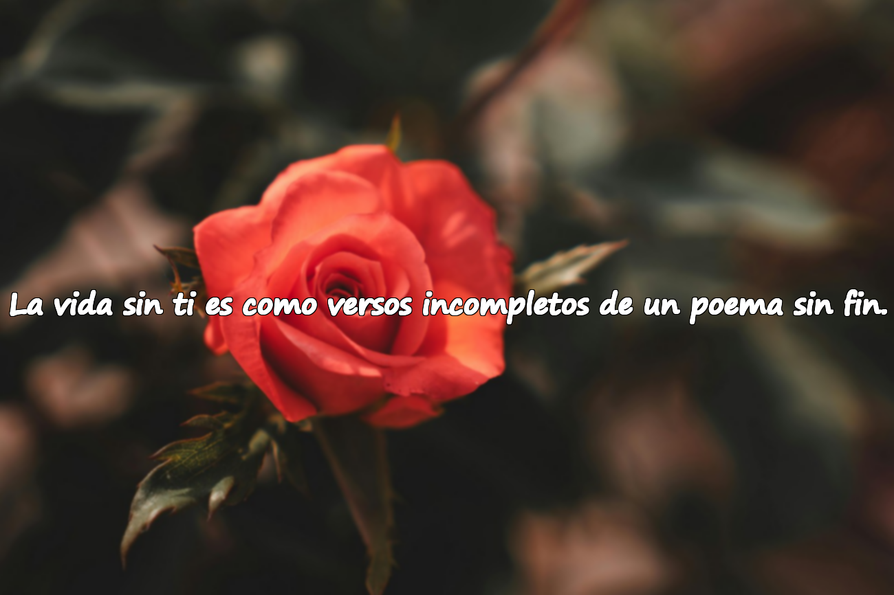 Frases para el amante