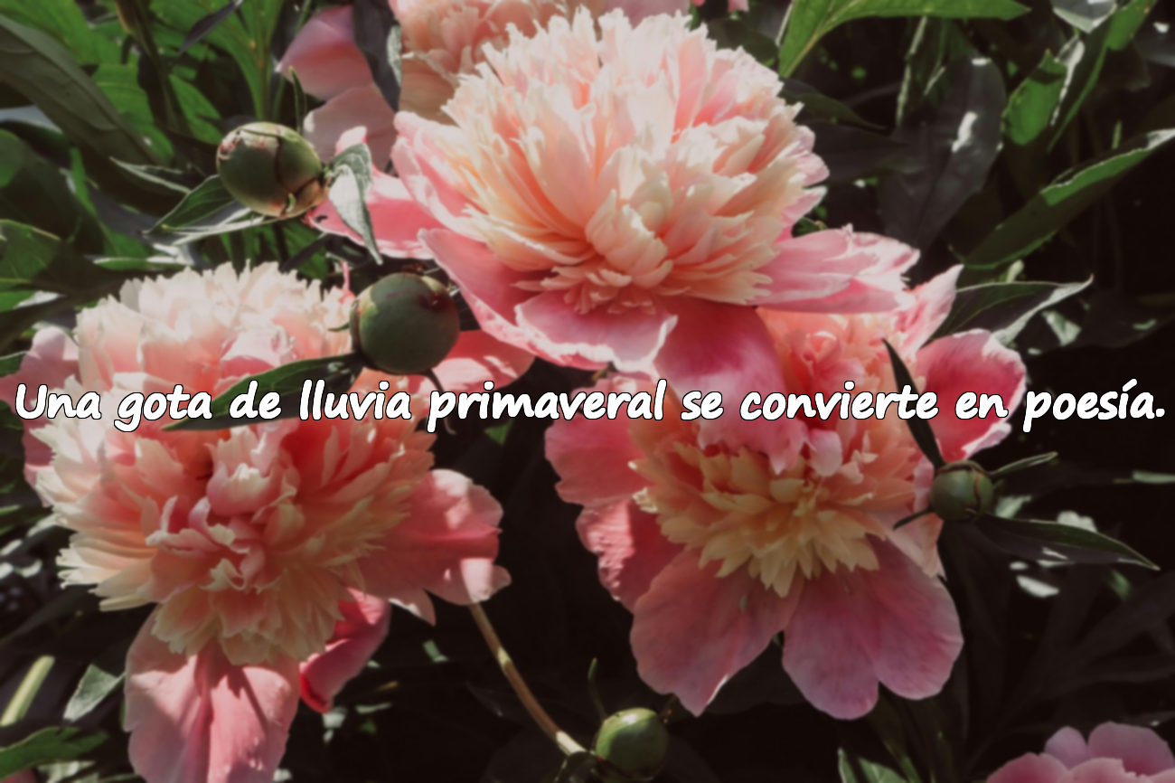 Una gota de lluvia primaveral se convierte en poesía.