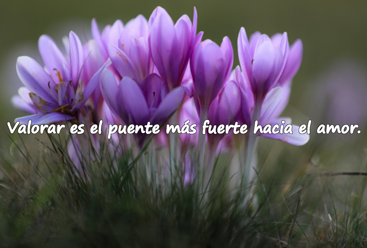 Valorar es el puente más fuerte hacia el amor.