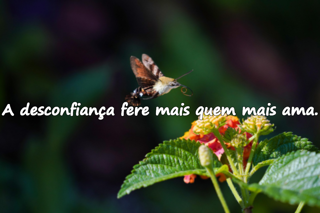 A desconfiança fere mais quem mais ama.